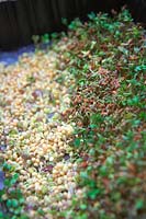 Cress  - on left -  germinates more rapidly than mustrad ad should be sown a few days later