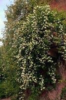 Rosa banksiae var. normalis  - Ra -  Fragrant climbing rose
