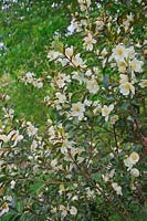 Michelia yunnanensis syn. Magnolia laevifolia with fragrant white flowers
