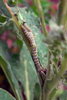 The mullein moth caterpillar - Cucullia verbasci on Verbascum