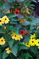 Thunbergia 'Lemon Star', Arizona Glow and 2 unnamed forms