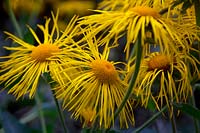 Inula magnifica 'Sonnenstrahl' AGM