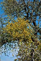 European mistletoe - Viscum album growing in an old apple tree - Malus domestica