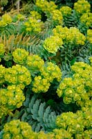 Euphorbia myrsinites in early spring