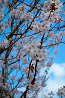 Prunus 'Pandora' blossom