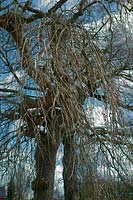 Weeping Ash tree - Fraxinus excelsior 'Pendula'