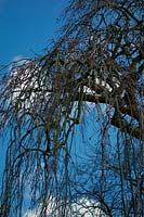 Weeping Ash tree - Fraxinus excelsior 'Pendula'