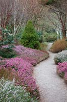 Heathers in the winter garden at RHS Rosemoor in mid April - but a very late year