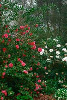 Camellia 'Anticipation' and Rhododendron 'Rothenburg'