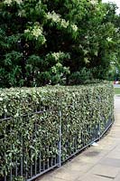 Elaeagnus x ebbingei grown as a garden boundary hedge
