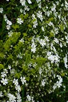 Crosswort - Cruciata laevipes and Greater Stitchwort - Stellaria holostea