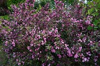 Weigelia florida 'foliis purpureis'