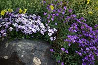 Rockery in spring with Rock Roses - Helianthemum, Aubretia - Aubretia deltoidea and Phlox