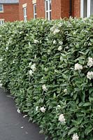 Olearea macrodonta grown as an evergreen urban hedge