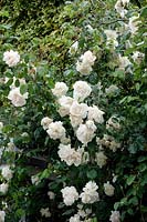 Climbing Rose - Rosa 'Madame Alfred Carriere' AGM