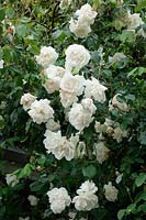 Climbing Rose - Rosa 'Madame Alfred Carriere' AGM