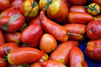 Solanum lycopersicum 'Cornue des Andes' syn. 'Andine Cornue' Tomatoes