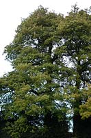 Quercus cerris - Turkey Oak in early December with foliage still very green near Exeter, Devon