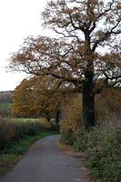 English Oak - Quercus robur showing characteristic leaf retention in early December - growing in a Devon hedgerow