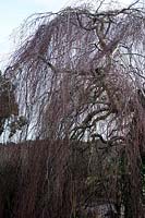 A mature specimen of Betula pendula 'Youngii' - weeping birch