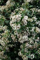 Viburnum tinus blooming prolifically in February after a sunny summer the previous year