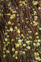 Salix caprea 'Kilmarnock'  - m -  weeping pussy willow in March
