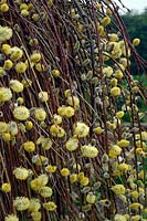 Salix caprea 'Kilmarnock'  - m -  weeping pussy willow in March