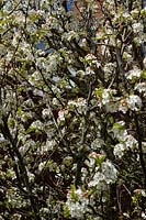 Pyrus calleryana 'Chanticleer' AGM - Ornamental Pear in spring