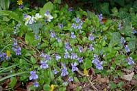 Common Dog Violet - Viola riviniana growing in part shade on a bank