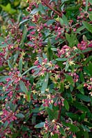 Drimys lanceolata syn. Tasmannia lanceolata flowering in spring
