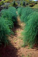 Asparagus growing on sandy soil- midsummer