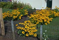 Rudbeckia 'Marmalade' in a bungalow garden