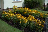 Rudbeckia 'Marmalade' in a bungalow garden