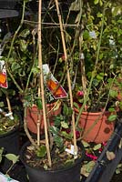 No at any price - badly diseased climbing roses for sale in a chain outlet in UK