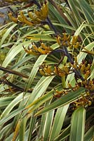 Phormium cookianum subsp. hookeri 'Tricolor' AGM
