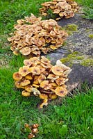 Armellaria species - Honey Fungus on old tree stump