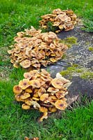 Armellaria species - Honey Fungus on old tree stump