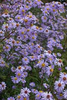 Garden escape Asters by a railway track