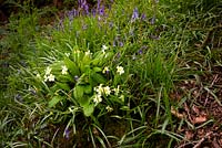 Primroses and Bluebells - Primula vulgaris and Hyacinthoides nonscripta