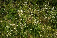 Stellaria holostea, the addersmeat or greater stitchwort in a Devon hedgebank