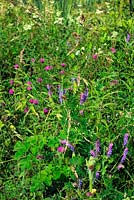 Diverse flora including Centaurea nigra Knapweed and Vicia cracca Tufted vetch on the banks of the Grand western Canal Devon