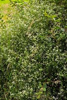 Galium palustre - common Marsh Bedstraw