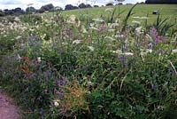 Diverse flora including Centaurea nigra Knapweed, Marsh Woundwort Stachys palustris and Vicia cracca Tufted vetch on the banks of the Grand western Canal Devon