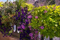 Amenity bedding - Chateau Gontier on the Mayenne River, France with Plectranthus argentatus, Plectranthus 'variegata', Ipomoea Sweet Caroline Light Green, Petunia - blue and purple, Scaevola aemula
