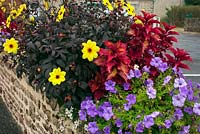 Summer display with Single Dahlia 'HS Party', Solenostemon and blue Petunias and white Bidens 'Pirate's Pearl'