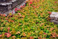 Geranium macrorrhizum make s effective weed supressing low maintenance ground cover under a war memorial