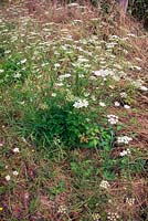 Corn Parsley - Petroselinum segatum growing at roadside on calcareous soil, Normandy France flowering in August