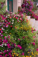 Amenity plantings Sourdeval, near Vire, Normandy, France - Hotel de Ville decorated with exuberant plantings with Petunia, Ipomoea, Bidens Pirates Pearl
