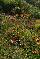 Holbrook Garden in September Dahlias add interest to the wet garden