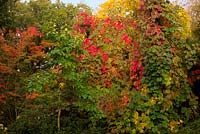 Fall colour with Vitis coignetae in Holbrook Garden, Devon in autumn